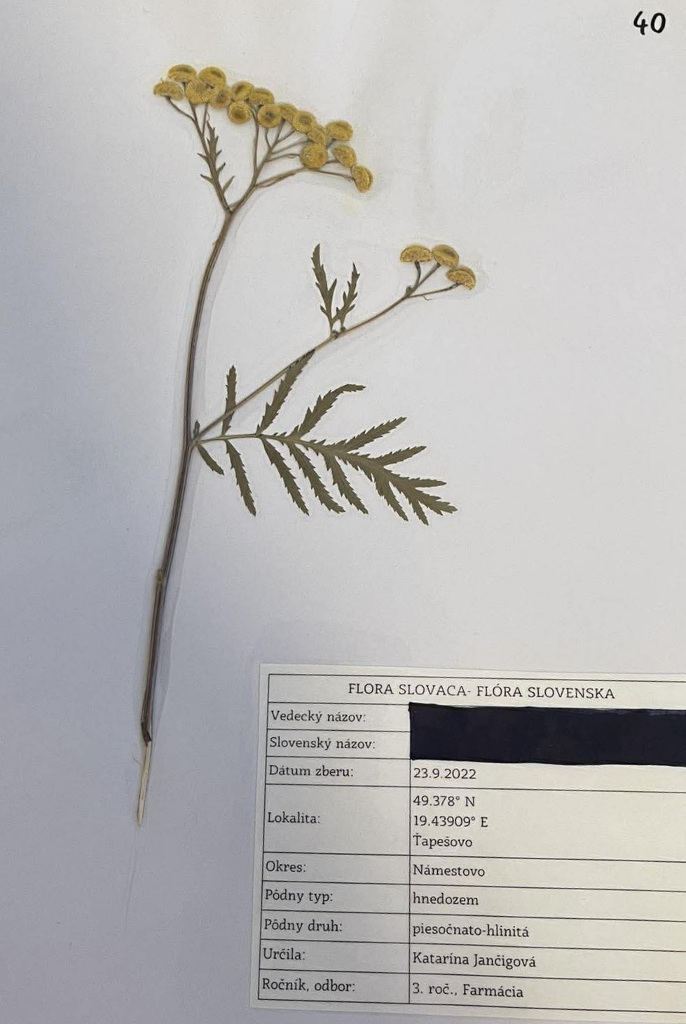 Rastlina Tanacetum vulgare